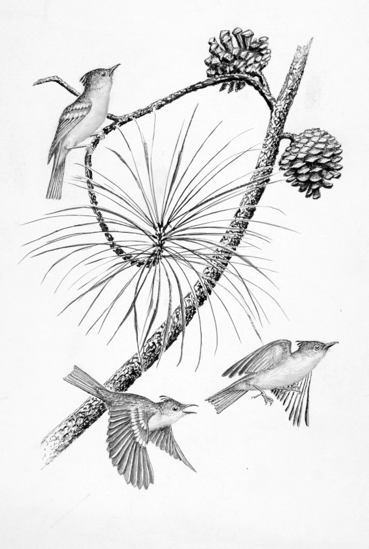 A drawing of a birds and a local plant.