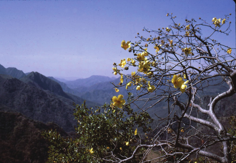 Yellow flowers against a backdrop of the Sierra Madre mountains.