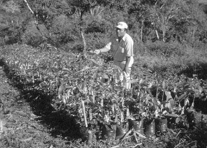Alejandro Obando muestra algunas de las miles de plántulas que el personal y los niños cultivan para la reforestación.