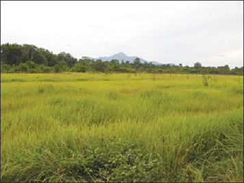 Grandes áreas de la selva tropical han sido reemplazadas por alang-alang, una hierba extranjera introducida que, una vez que se extiende, forma un monocultivo donde nada más puede crecer.