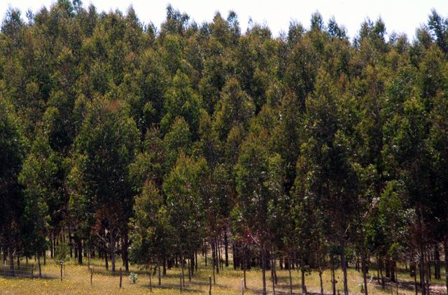 Un monocultivo de eucaliptos. Millones de hectáreas de bosque nativo en Chile han sido reemplazados por plantaciones de eucaliptos y pinos, que contribuyen a la degradación ambiental y la escasez de agua.