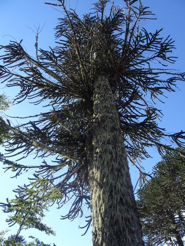 La "araucaria", el árbol nacional de Chile, es un árbol sagrado para los mapuches, así como una fuente tradicional de alimentos y medicinas. Solía ​​dominar los antiguos bosques de los Andes, y todavía lo hace en algunas áreas protegidas en las que permanecen.