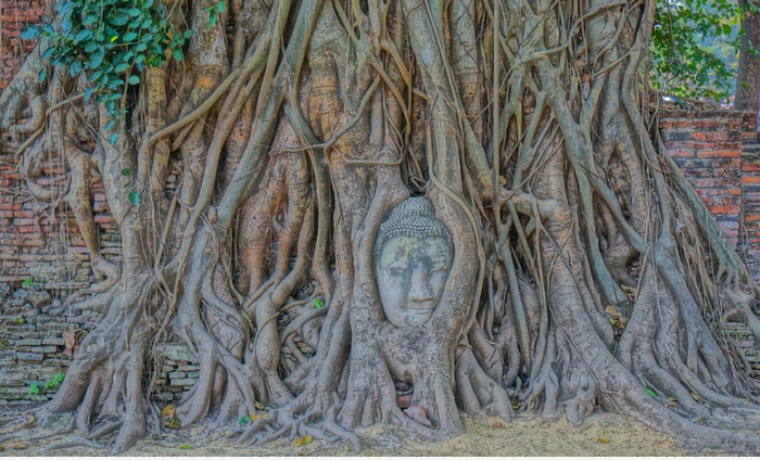 Buda de piedra arenisca cubierto por los raises de un arbol baniano, Templo de Wat Phra Mahthat, Ayutthaya