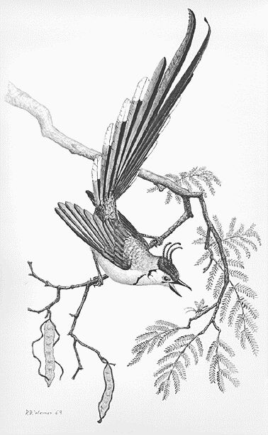 1. Urraca Jay (Urraca) Calocitta formosa.