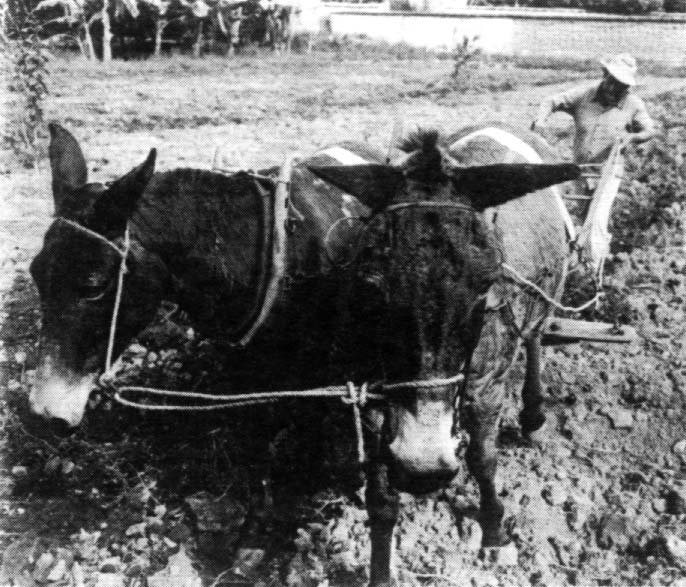 One of Ajoya's farmers at work. Photo by John Fago.