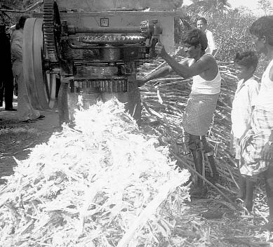 Alok operating a sugar cane mill.