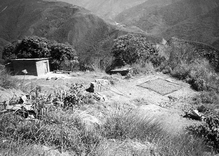 A coca farm in the Bolivian highlands. Traditionally people use coca leaves for harmless teas and medicinal use.