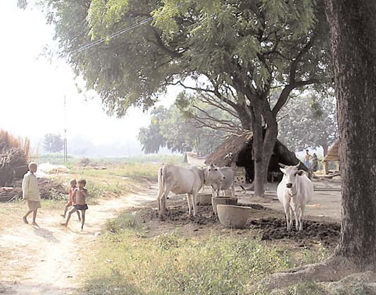 Many of the small villages in rural India are very isolated from the rehabilitation facilities in the cities. Although various government programs and nongovernment organizations are attempting to respond to the needs of disabled persons, a great many disabled persons still get little assistance apart from what they and their families and communities manage to do for themselves.