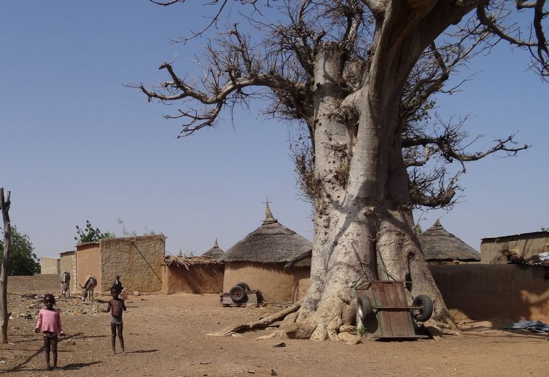 The baobab tree has a huge trunk and sheds its leaves in the long dry season, to conserve water. Both its fruit and leaves are tasty and nutritious.